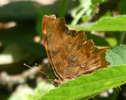 Réf. 234 749 : Polygonia c-album